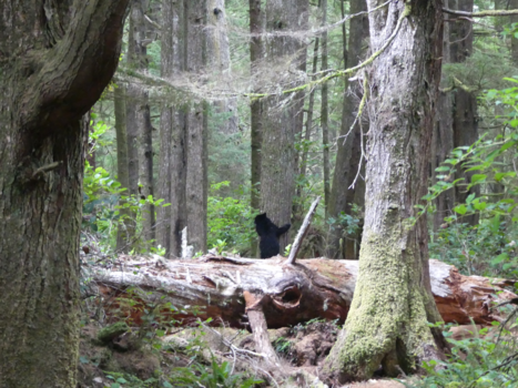 Canada - Onze eerste black bear op onze eerste dag (Vancouver Island)