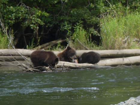 Canada - Zalmtrek in volle gang tussen Kleena Kleene-Bella Coola
