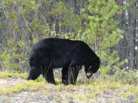 Canada - En ineens vlak voor ons!! (Banff)