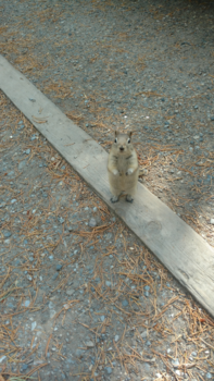 Vancouver Island - Little friend