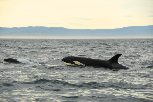 Victoria (Canada) - Killer Whale Victoria
