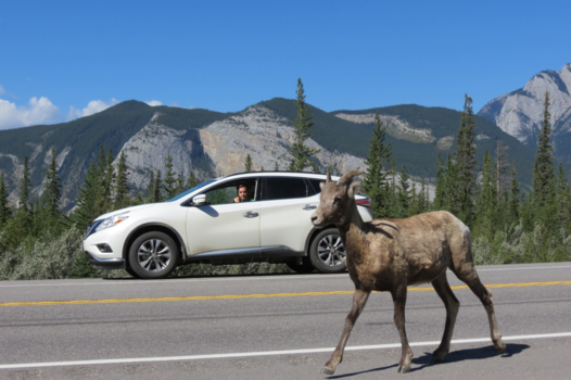 Jasper National Park - Toevallige passant