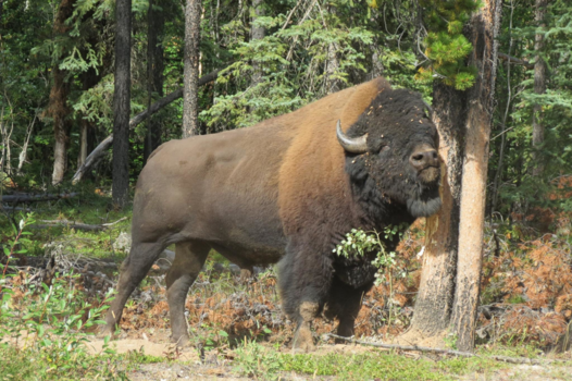 Canada - Brute kracht