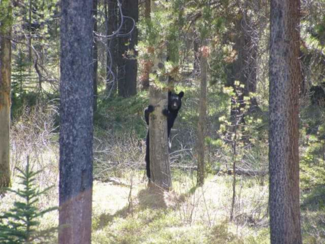Canada - Geschrokken beer