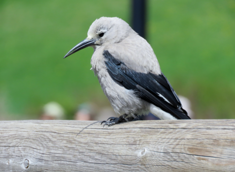 Canada - Little bird