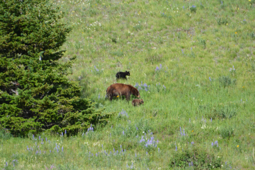 Canada - Spring is here