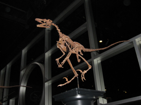 Calgary - Tyrrell museum