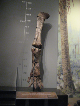 Calgary - Tyrrell Museum