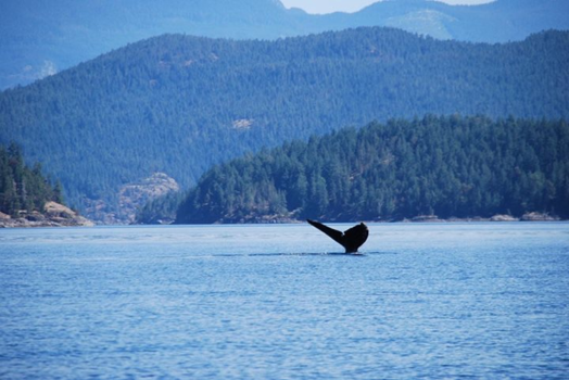 Vancouver - Campbell river