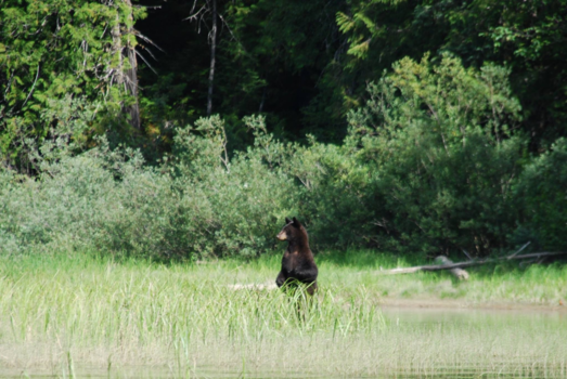 Vancouver - Een zwarte beer