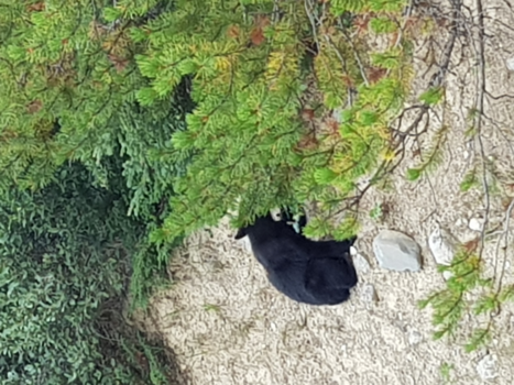 Canada - Icefield parcway 93