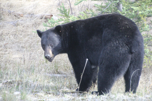 Canada - Onderweg naar Vernon