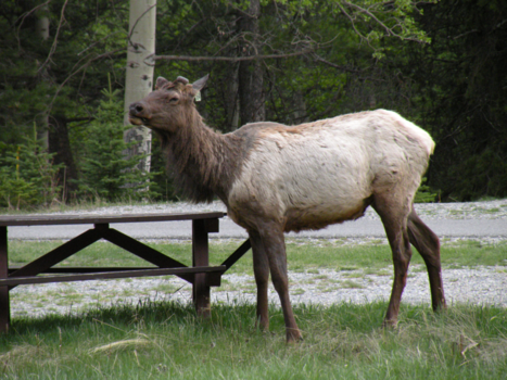 Canada - Elk
