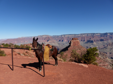Grand Canyon - Take a rest at the Grand Canyon