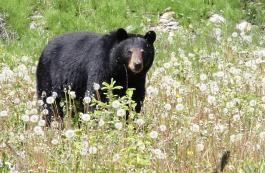 Canada - Wildlife at it's best