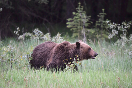 Banff National Park - Great experience