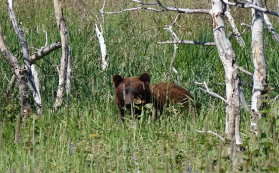 Rondreis West-Canada - Black Bear