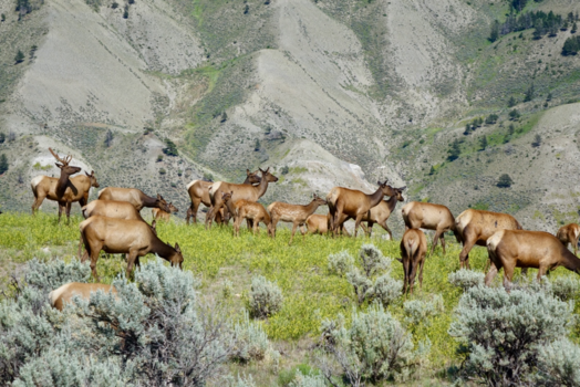 Rondreis West-Canada - Deer Yellowstone
