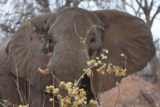 Canada - Kijk mij nou....even gluren hoor.