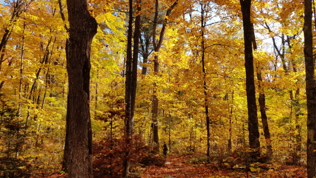 Algonquin provincial park - Fifty shades of yellow
