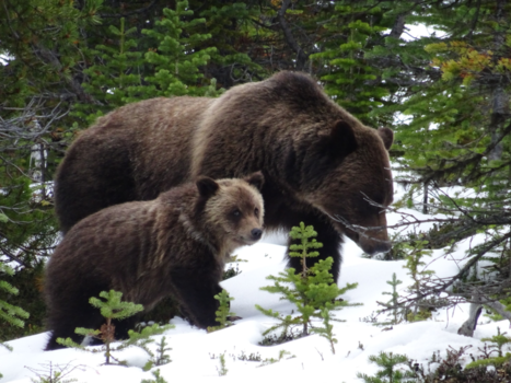 Jasper National Park - Grizzly’s in the snow