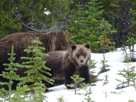 Jasper National Park
