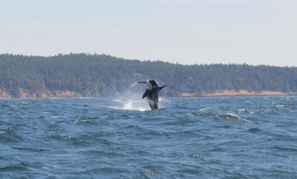 Victoria (Canada) - Wild orcas in USA oceans