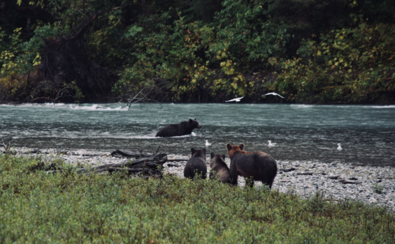 Canada - Dad's getting breakfast