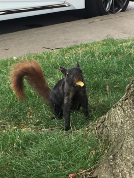 Rondreis Oost-Canada - Eekhoorn te Niagara-on-the-Lake