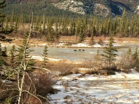 Jasper National Park - Otters in Jasper National Park