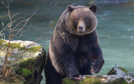 Vancouver Island - Grizzly beer klimt of de rotsen.