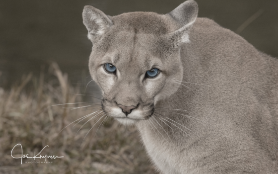 Vancouver Island - Old blue eyes...................