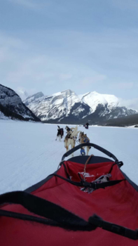 Banff National Park - Snow Dogs