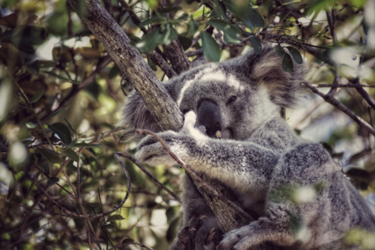 Rondreis West-Canada - You wake me up!