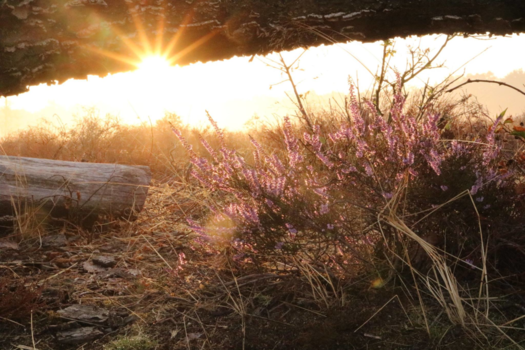 Canada - Zonsopgang op de heide van Slabroek