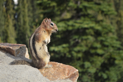 Canada - Ground Squirrel chilling in the morning sun!
