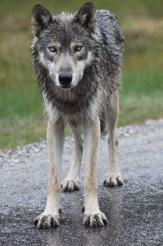 Banff National Park - Wolf RAin