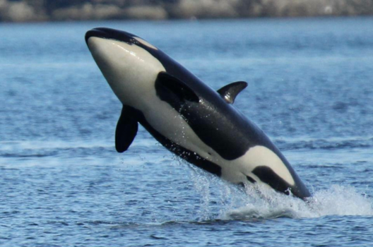 Victoria (Canada) - Orka gespot in Canada