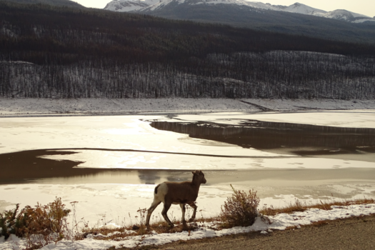 Jasper National Park - Medicine Lake
