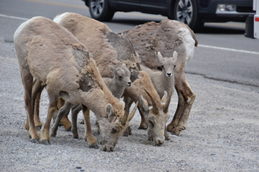 Rondreis West-Canada - Grazen op de weg