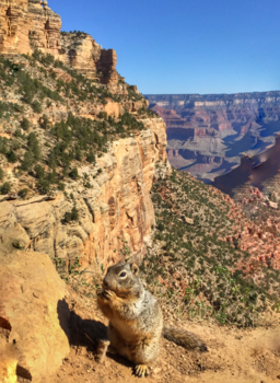 Grand Canyon - Don’t feed the squirrels