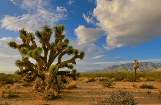 Verenigde Staten - Joshua Tree NP