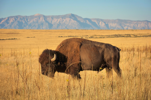 Verenigde Staten - Bizon@Antelope island (SLC)