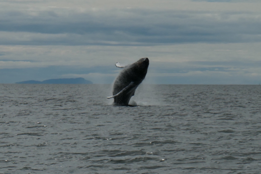 Tofino - Whale watching....