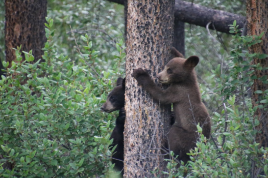 Jasper National Park - Speelse broertjes