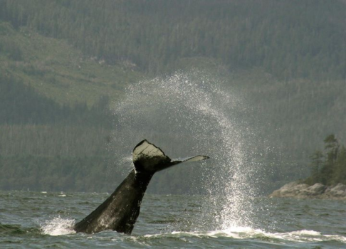 Vancouver Island - Whale-tale 😍