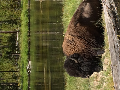 Verenigde Staten - Wild spotten in Yellowstone