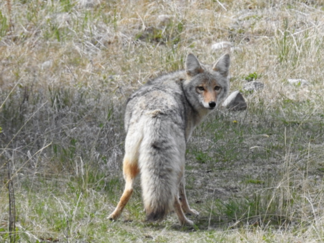 Canada - Wat ben ik ?
