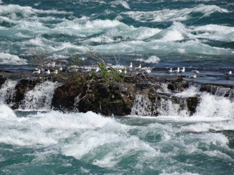 Niagara Falls - Wildlife