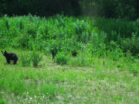 Vancouver Island - schattig